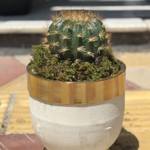 کاکتوس مصنوعی 005