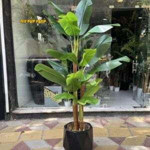 درختچه موز 4 تنه 2/30