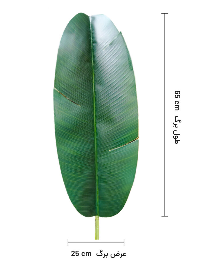 برگ موز