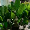 خرید پرنده بهشتی، درختچه مصنوعی پرنده بهشتی، درختچه نکولای