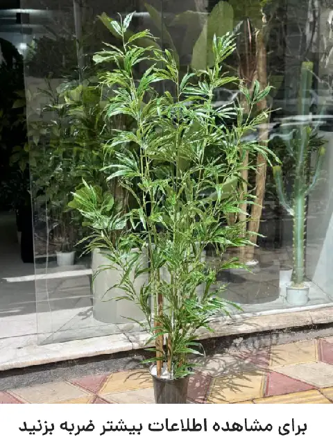 درختچه بامبو