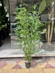 درختچه بامبو