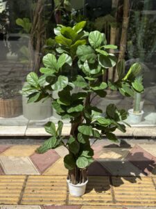 درختچه لیراتا