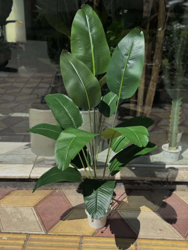 درختچه پرنده بهشتی