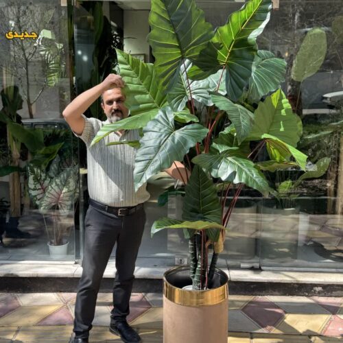 درختچه بابا ادم