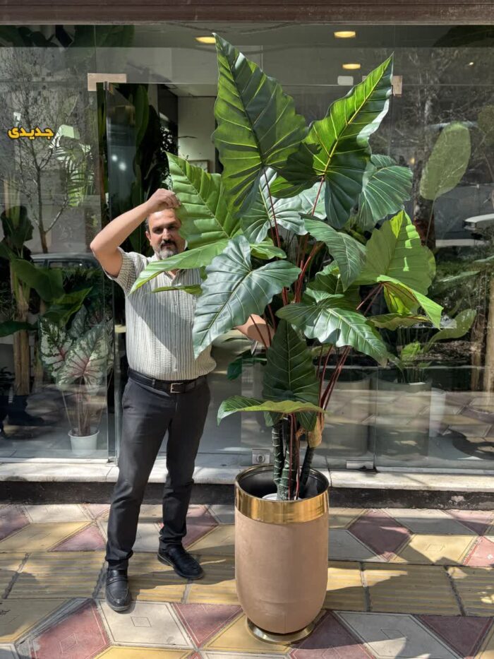 درختچه بابا ادم