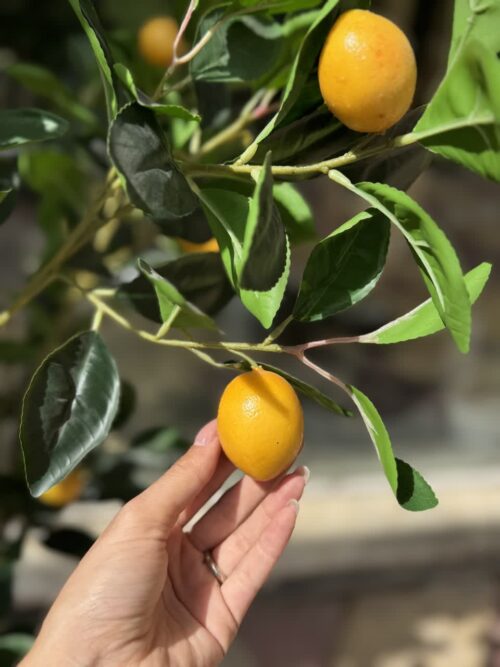 درختچه مصنوعی لیمو