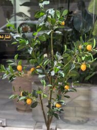 درختچه مصنوعی لیمو
