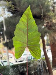 درختچه بابا ادم