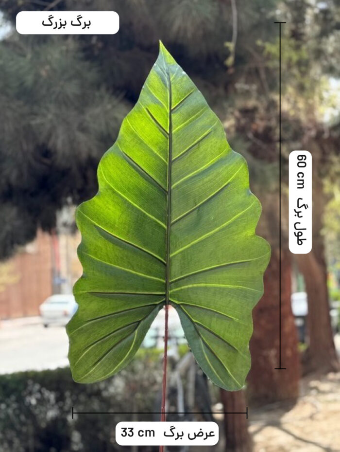 درختچه بابا ادم