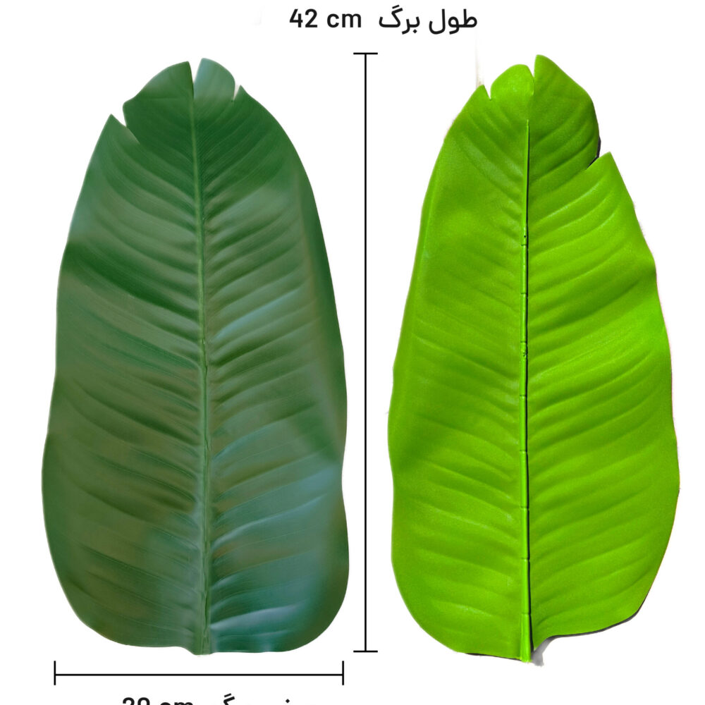 برگ نیکولای