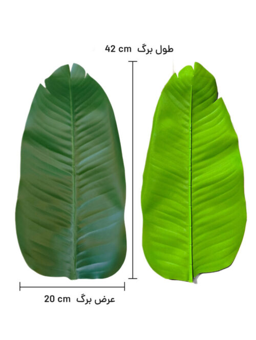 برگ نیکولای