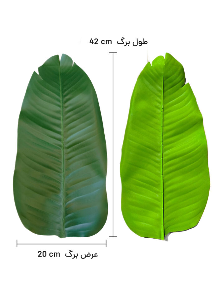برگ نیکولای