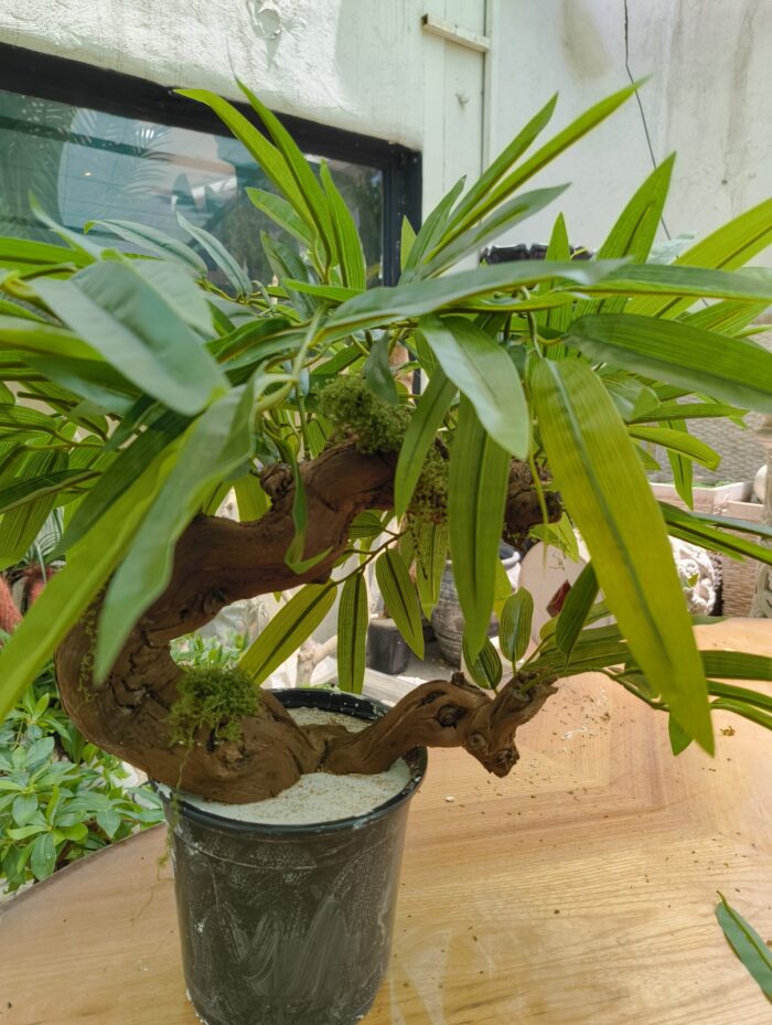 بنسای