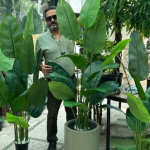 درختچه مصنوعی نیکولای