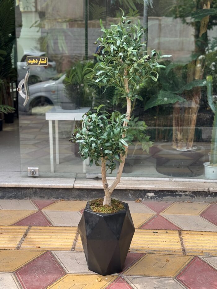 درختچه زیتون