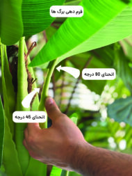 برگ موز