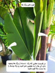 برگ موز