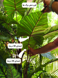 برگ بابا ادم