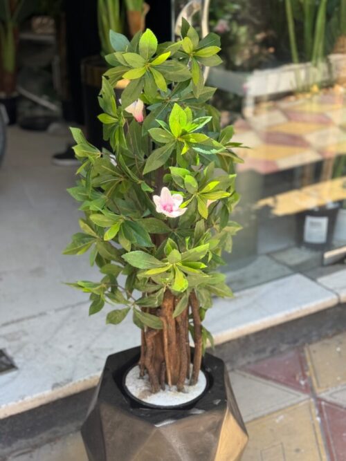 بنسای