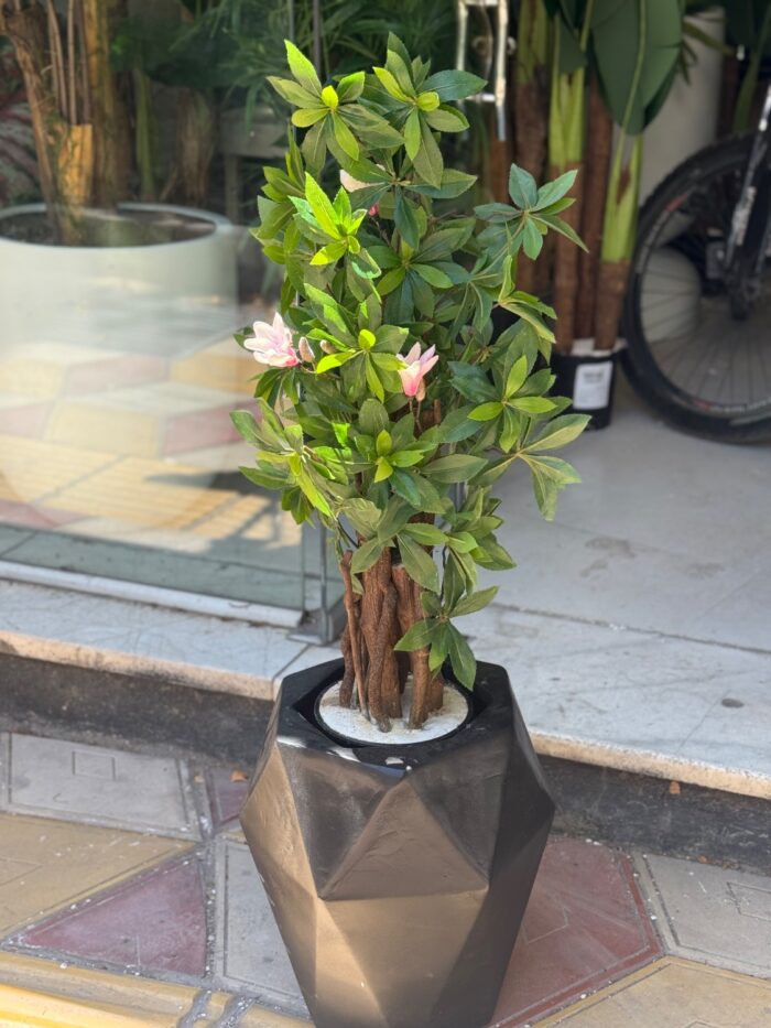 بنسای