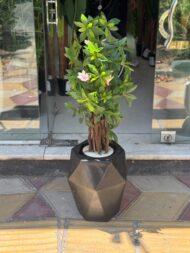 بنسای
