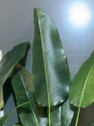 درختچه مصنوعی نیکولای