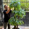 درختچه مصنوعی آمستل