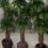 درختچه مصنوعی آمستل