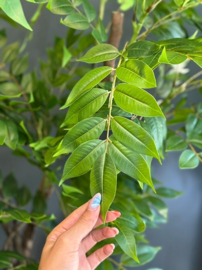 درختچه مصنوعی اقاقیا