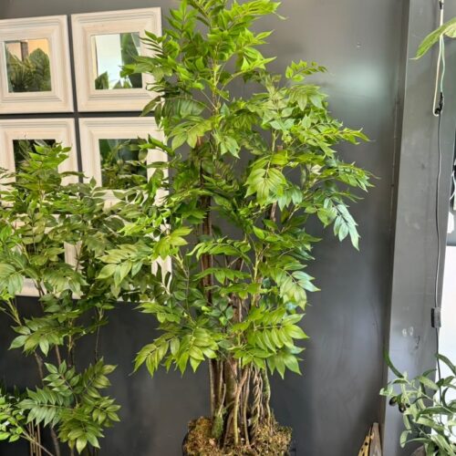 درختچه مصنوعی اقاقیا