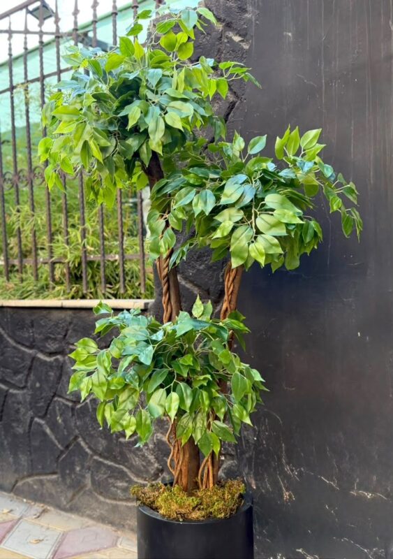 درختچه مصنوعی بنجامین