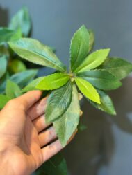 بنسای ارالیا ژاپنی (بنسای ثروت) تک نسخه مدل های متنوع - تصویر 3