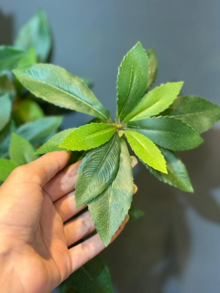 بنسای ارالیا ژاپنی (بنسای ثروت) تک نسخه مدل های متنوع - تصویر 3