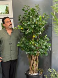 درختچه مصنوعی لیمو