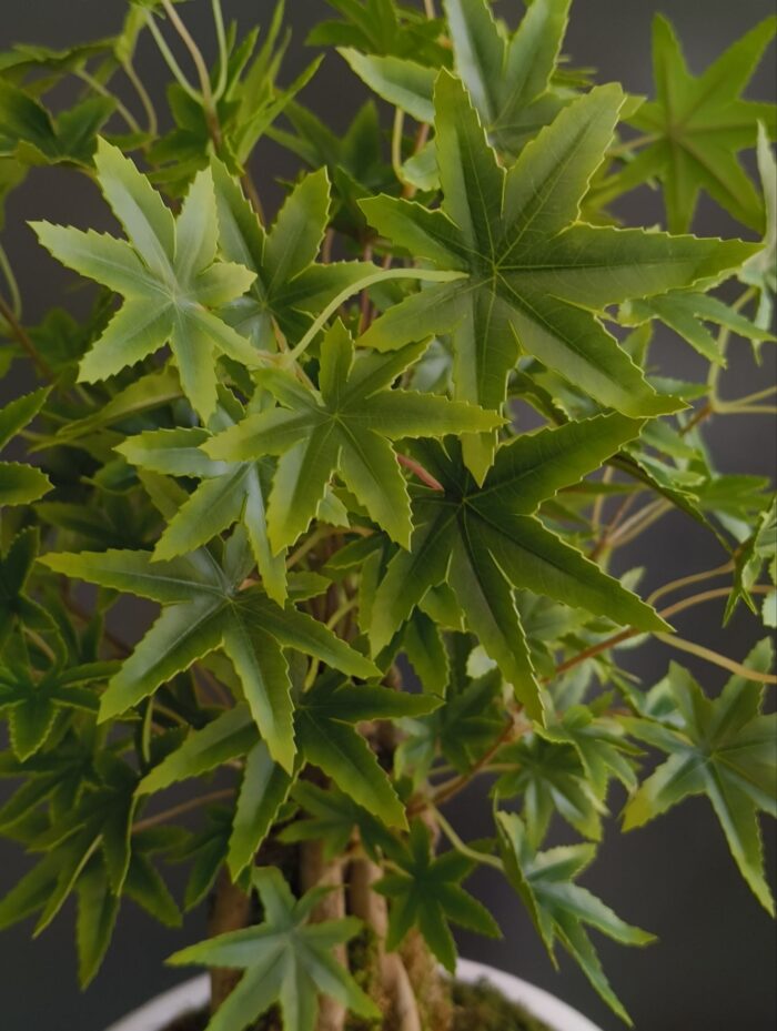 بنسای افرا ژاپنی مصنوعی