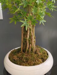 بنسای افرا ژاپنی مصنوعی
