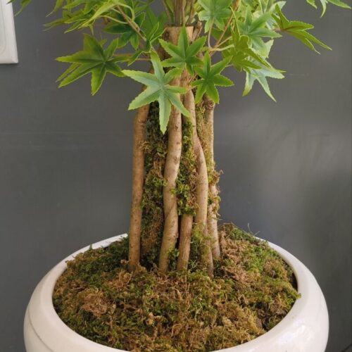 بنسای افرا ژاپنی مصنوعی