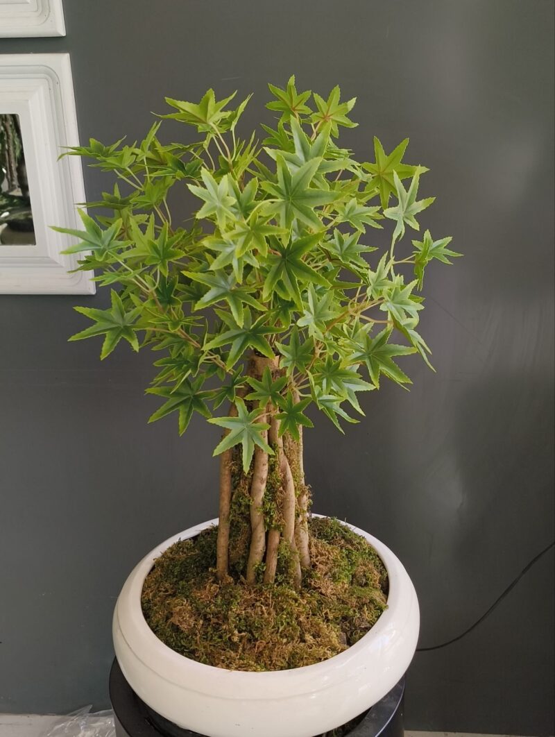afra01-04 بنسای افرا ژاپنی مصنوعی