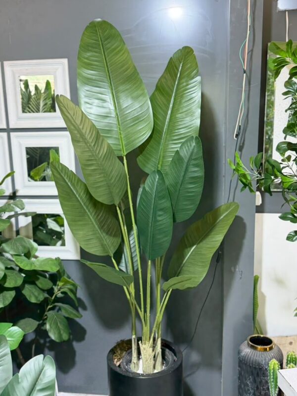 نخل نیکولای