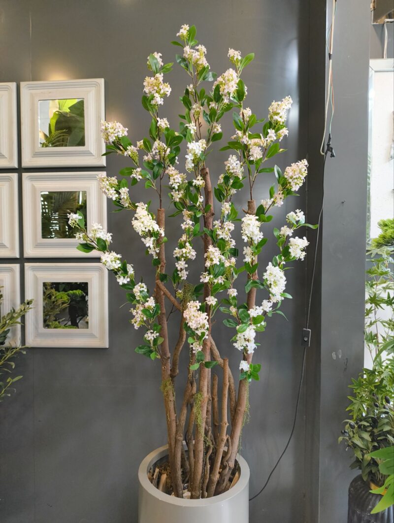یاس هلندی