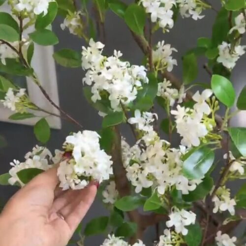 درختچه مصنوعی یاس هلندی ارتفاع ۱۶۵ سانتی متر