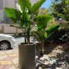 درختچه مصنوعی بابا آدم