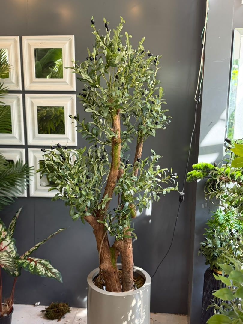 olive-170cm-choob-22 درختچه زیتون