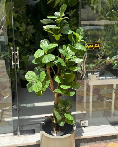 درختچه مصنوعی لیراتا