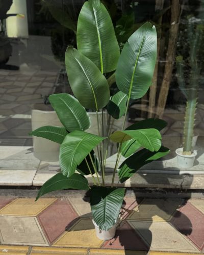 درختچه پرنده بهشتی